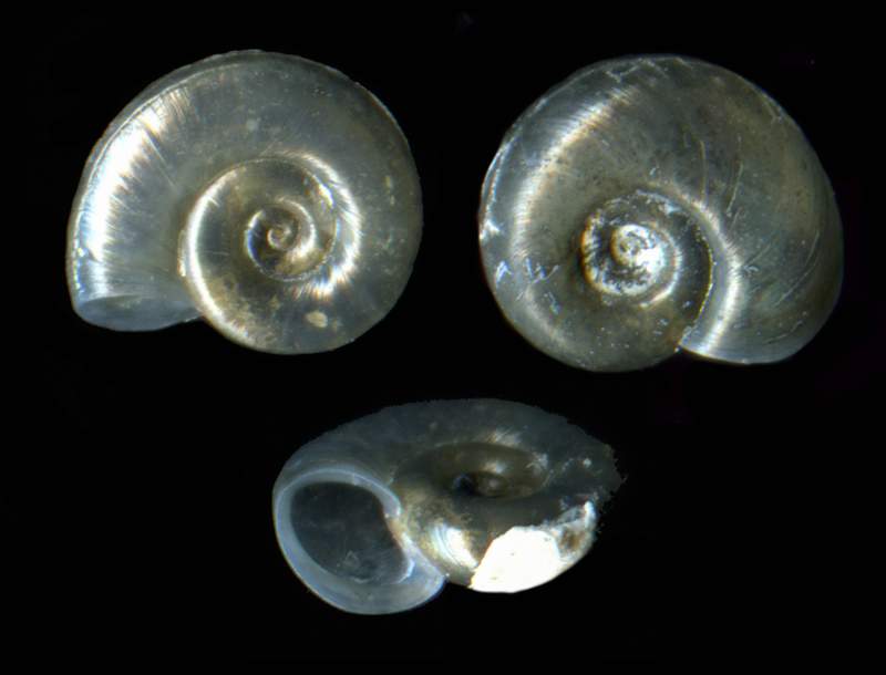 Planorbis planorbis (Linnaeus, 1758)